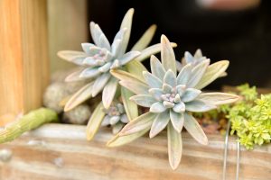 【完整教學】植物照顧終極指南 向黑手指說掰掰 11 缺水的多肉植物