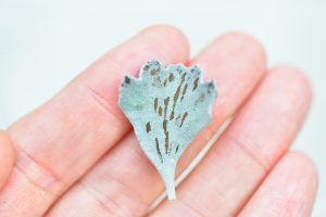 景天科多肉植物 16 雀扇 肉質葉