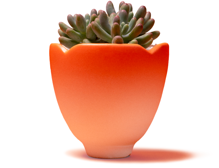 2024 春節禮盒介紹 | 龍舞、花語、烏魚子 去背01